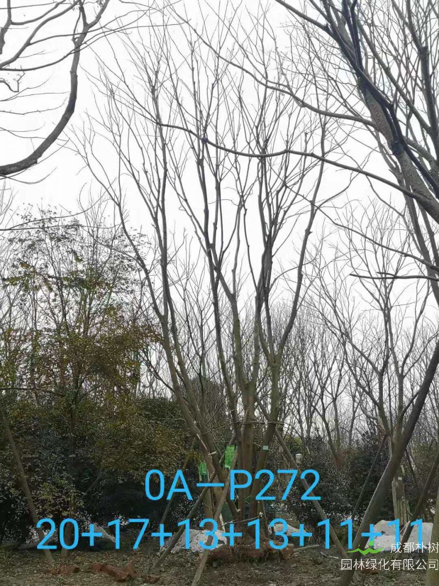 四川省-成都市苗木基地直销80-101公分的精品丛生朴树价格怎么样？