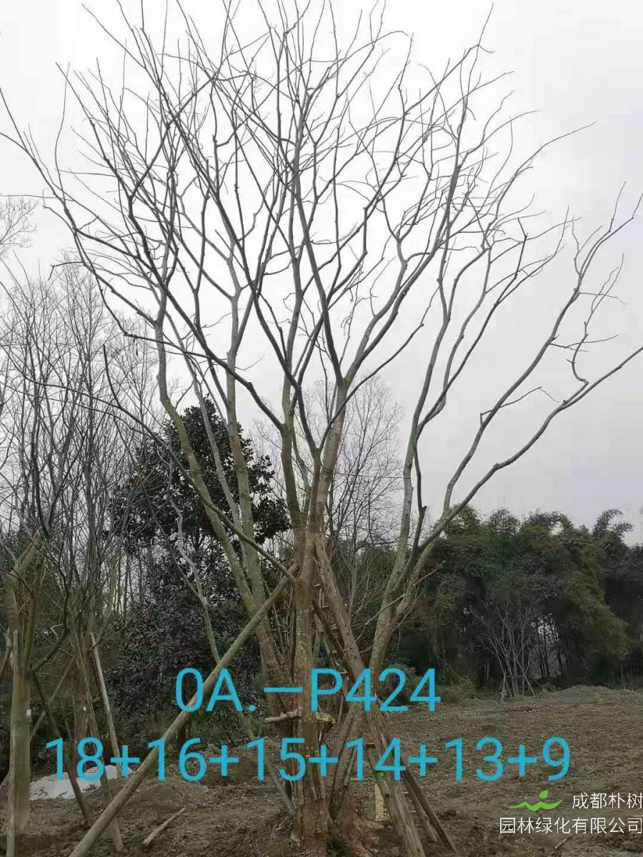 四川省-成都市苗木基地直销80-101公分的精品丛生朴树价格怎么样？