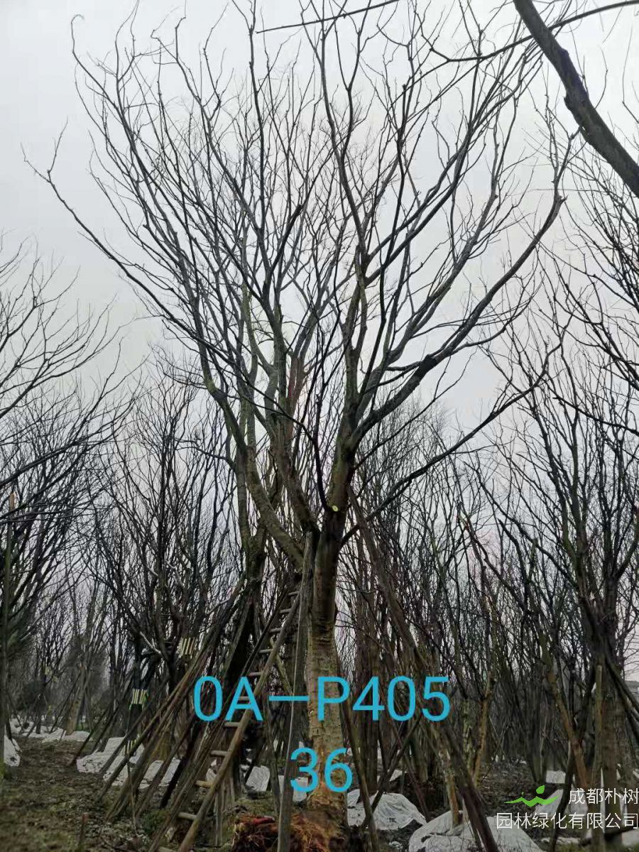 四川省2021年31-36公分精品朴树价格怎么样？