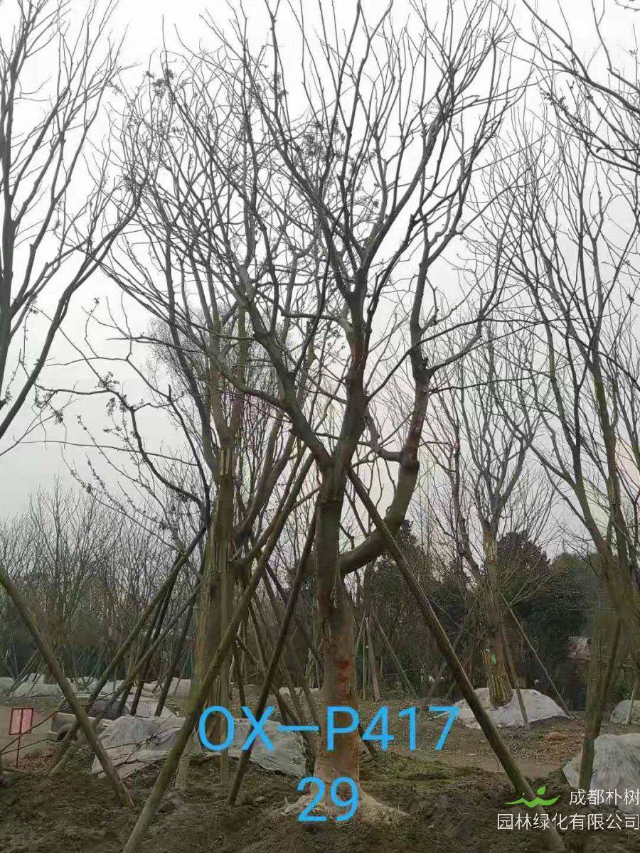 2021年四川省-成都市苗木基地直销的25-30公分朴树价格怎么样？