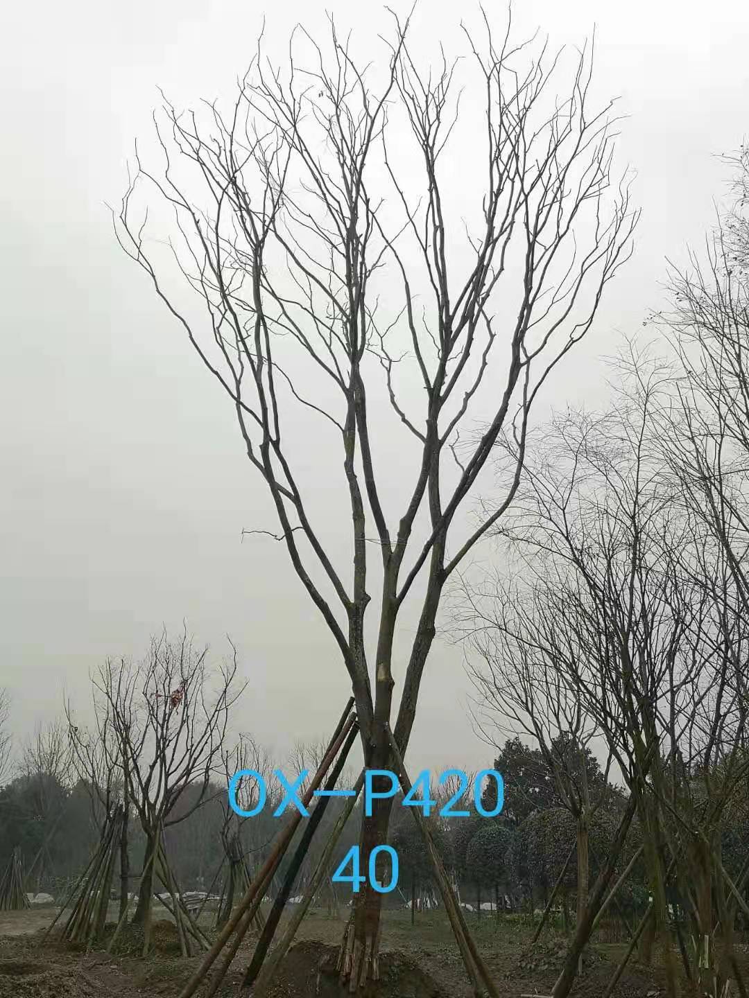 四川省-自贡市苗木基地直销的31-40公分精品朴树-价格怎么样？