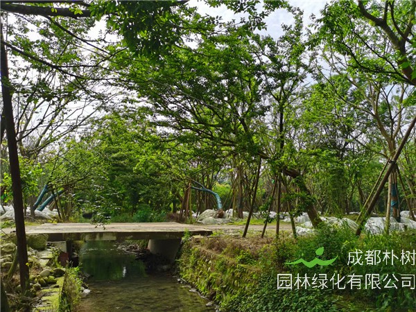 四川省-成都市苗木基地直销的24-38公分斜飘朴树价格怎么样？