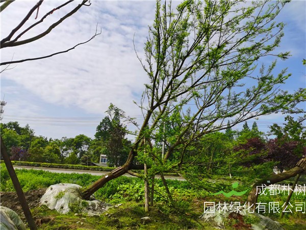 四川省-成都市苗木基地直销的24-38公分斜飘朴树价格怎么样？