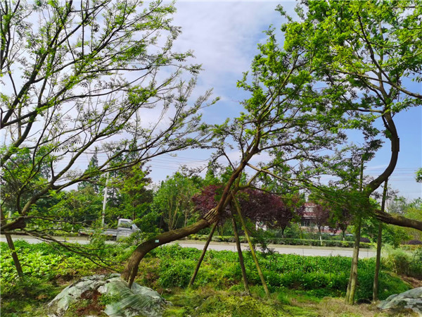 2021年四川省-成都市苗木基地直销的24-38公分斜飘朴树价格怎么样？