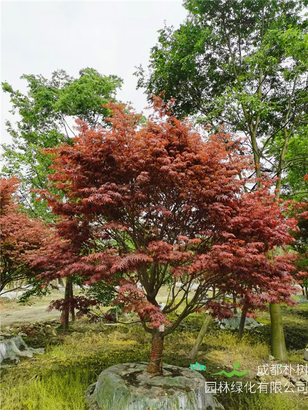 四川省-成都市-成都朴树园林苗木基地2021年12-15公分红枫-价格怎么样？