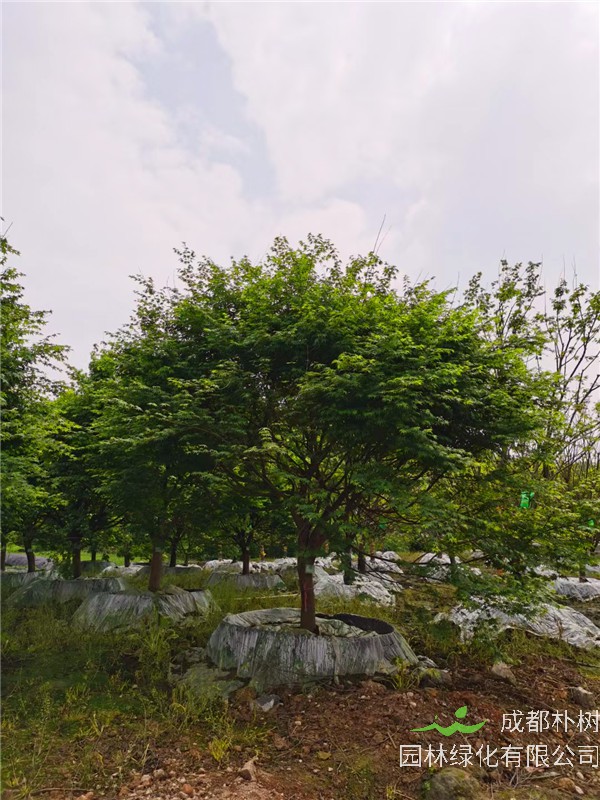 四川省-成都市-成都苗木基地直销的10-15公分鸡爪槭-价格多少？