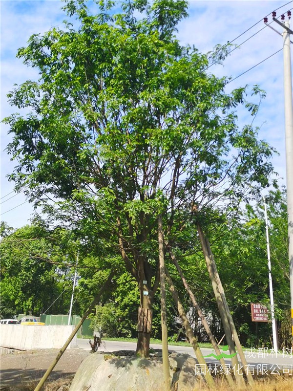 2021年四川省21-28公分皂角树多少钱？绿化效益怎么样？