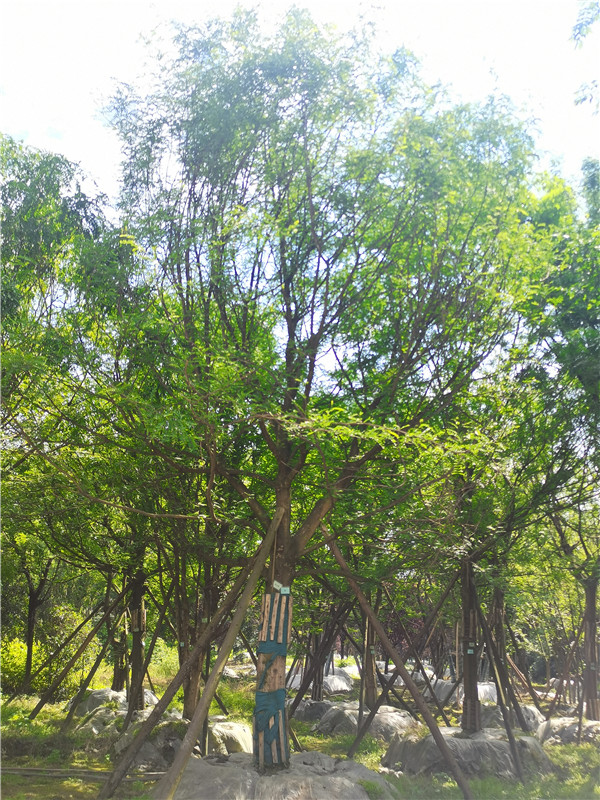 2021年四川省21-28公分皂角树多少钱？绿化效益怎么样？