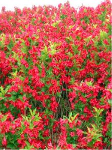 精品红王子锦带价格15元/棵-高度1.2米-冠幅0.7米-花朵密集-艳丽夺目-在线订购