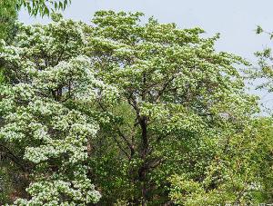 长期批发供应15公分流苏树，高度8米，冠幅5米，价格5000元