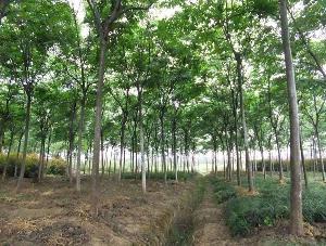 长期批发25公分精品栾树，量大从优，每棵仅需3500元