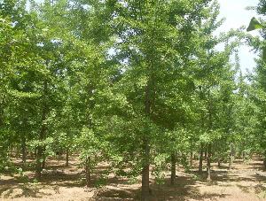 大量供应18公分银杏树大树，树形优美，最低仅需每棵1800元