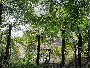 常年批发12公分娑罗树，人工种植，最低仅需每棵1800元
