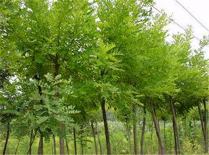 供应13公分白蜡树价格750元，白蜡树枝叶繁茂，植株萌发力强