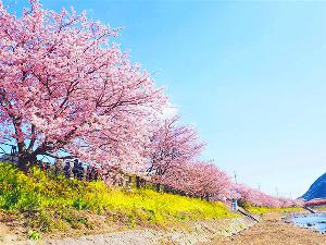 大量供应精品日本樱花价格1200元，精品日本樱花盛开时节，满树烂漫