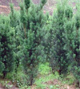 基地批发精品曼地亚豆杉价格450元，精品曼地亚红豆杉四季长绿，树姿美丽