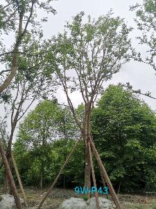 自贡市朴树苗圃栽植基地【直销更多规格】32公分朴树对外销售