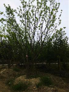 达州市柚子树苗圃栽植基地【直销更多规格】24公分柚子树在线采购