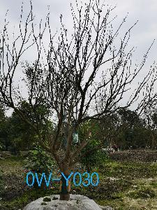 温江区苗木基地直销18-19公分柚子树-树形优美