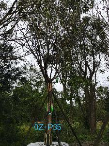 成都市-温江区苗木基地直销25公分姿态优美的精品皂角树
