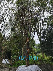 成都市-温江区苗木基地直销25公分姿态优美的精品皂角树