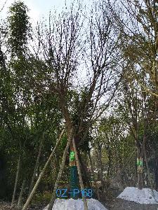 都江堰苗木基地直销26公分树形优美-生长旺盛的精品皂角树