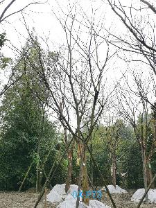 成都市-都江堰苗木基地直销25公分树冠圆满宽广-品质上乘-价格实惠的精品朴树