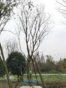 四川省-绵阳市苗木基地直销29公分生长旺盛-姿态优美-价格实惠的精品朴树