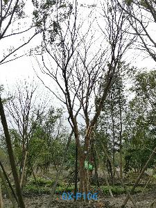 四川省-绵阳市苗木基地直销29公分生长旺盛-姿态优美-价格实惠的精品朴树