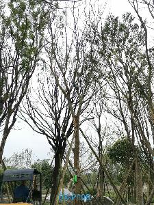 四川省-绵竹市苗木基地直销31公分生长旺盛-姿态优美的精品朴树