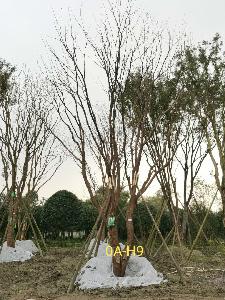 成都市-都江堰苗木基地直销42公分树形优美-生长旺盛-品质上乘的精品黄连木