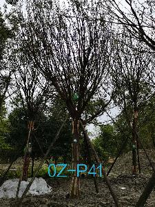 四川省-绵阳市苗木基地直销25公分品质上乘-生长旺盛的精品皂角树