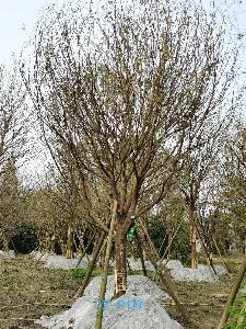四川省-德阳市苗木基地25公分品质上乘-生长旺盛的精品皂角树