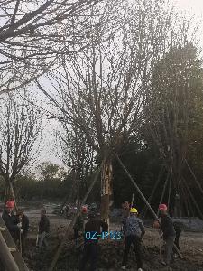 四川省-南充市苗木基地直销的28公分树形优美-生长旺盛的精品皂角树