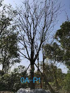 四川省-宜宾市苗木基地直销42公分品质上乘-生长旺盛-姿态优美的精品朴树