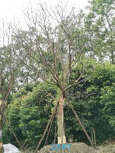 四川省-达州市苗木基地直销45公分树形优美、品质上乘、姿态优美的精品朴树