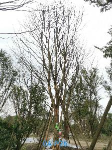 四川省-巴中市苗木基地直销49公分树冠圆满宽广-生长旺盛-树姿优美的精品朴树