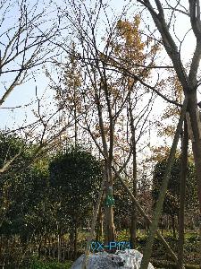 四川省-眉山市苗木基地直销25公分树形优美-品质上乘-姿态优美的精品朴树