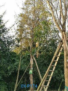四川省-眉山市苗木基地直销25公分树形优美-品质上乘-姿态优美的精品朴树