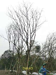 四川省-都江堰市苗木基地直销24-30公分树形优美-树枝繁茂的精品黄连木