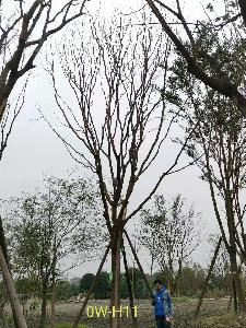 四川省-都江堰市苗木基地直销24-30公分树形优美-树枝繁茂的精品黄连木