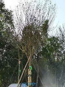 四川省-自贡市苗木基地直销树枝繁茂-价格实惠的23-26公分精品皂角树