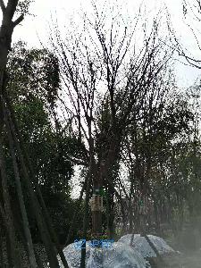 四川省-成都市-温江区苗木基地直销27-30公分精品皂角树