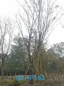 成都市-温江区苗木基地直销的21-22公分树姿端庄的精品朴树