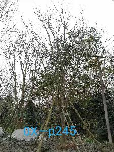 四川省-攀枝花市苗木基地直销25-26公分树枝繁密的精品朴树