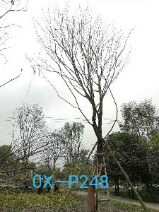 四川省-绵阳市苗木基地直销27-28公分树形优美-树姿端庄的精品朴树
