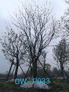 四川省-宜宾市苗木基地直销29-30公分树形优美-树枝繁密的精品朴树