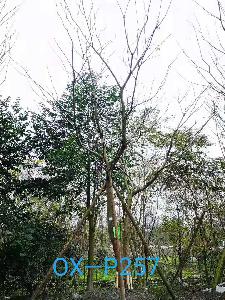 四川省-宜宾市苗木基地直销29-30公分树形优美-树枝繁密的精品朴树