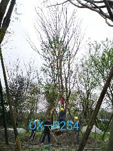 四川省-德阳市苗木基地直销33-34公分树形优美-树枝繁茂的精品朴树