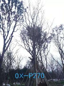 四川省-崇州市苗木基地直销44-45公分树姿端庄-枝叶秀丽的精品朴树